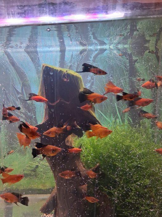 Mieczyki wagtaile delta