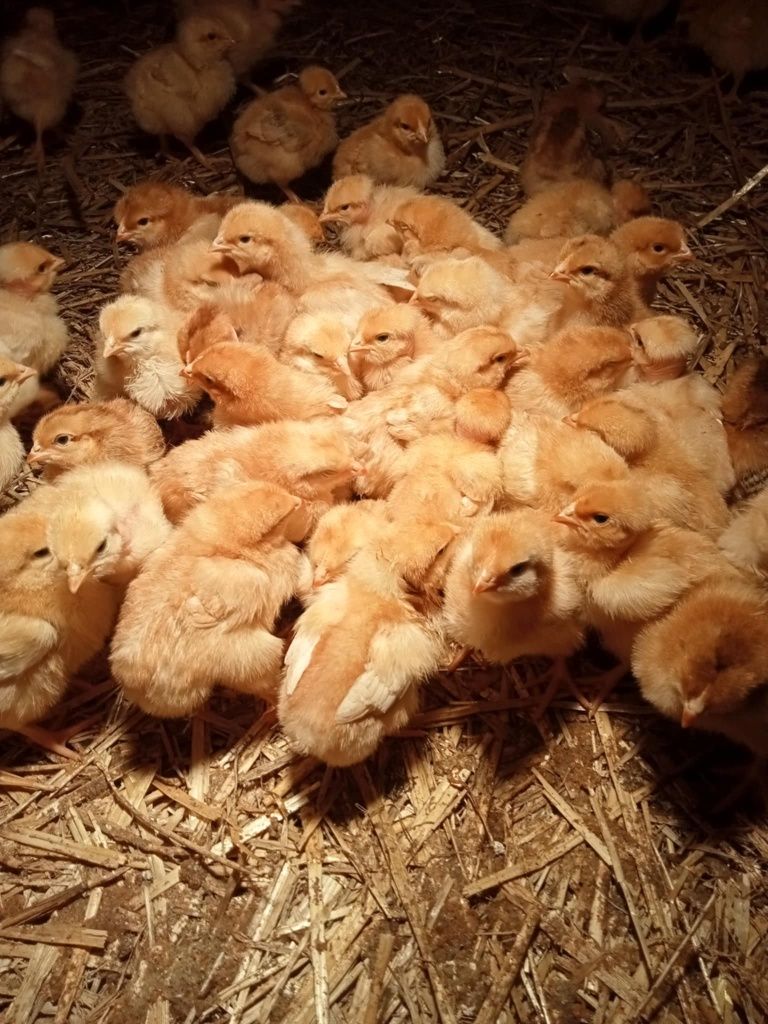 Broiler zagrodowy pisklęta