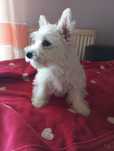 West Highland Terrier piesek