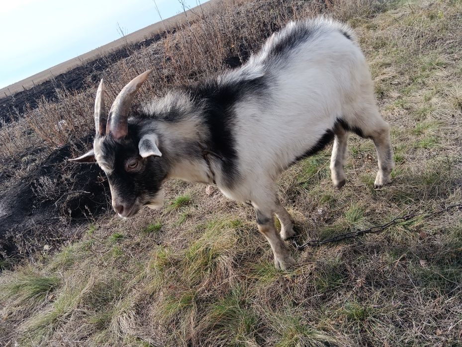 Продам козла осеменителя