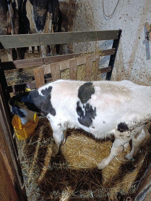 Byczki  3 miesięczne