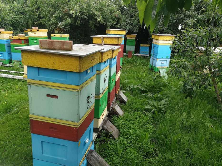 Odkłady pszczele ramka wielkopolska