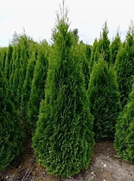 Tuja szmaragd, tuje od 60 do 250 cm! Thuja brabant do 200