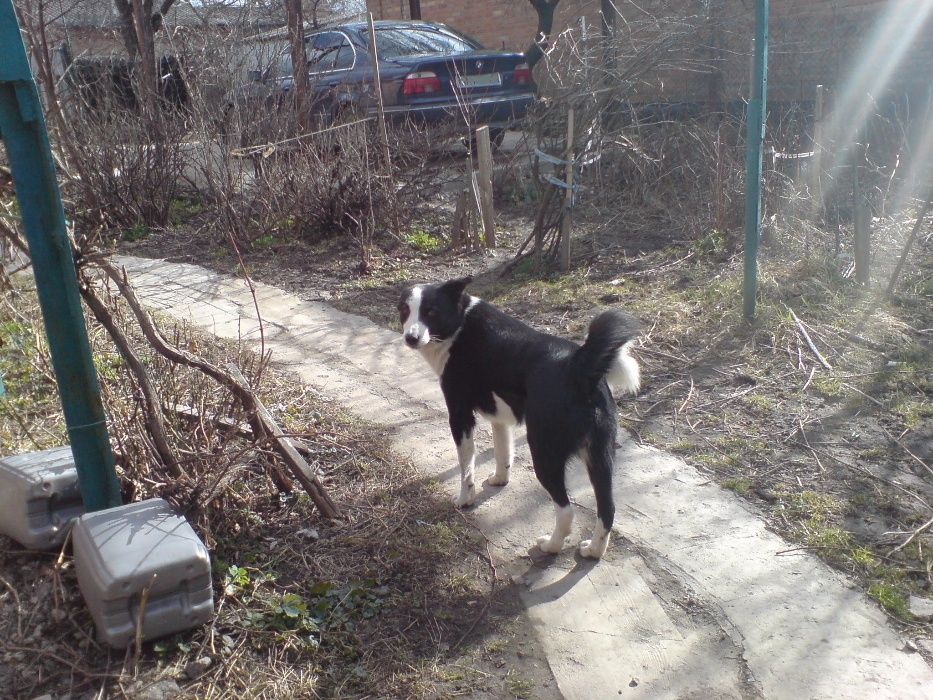 Мальчик ищет девочку для вязки