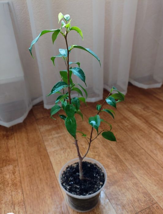 Домашній фікус бонсай наташа дерево мірт мініатюрне