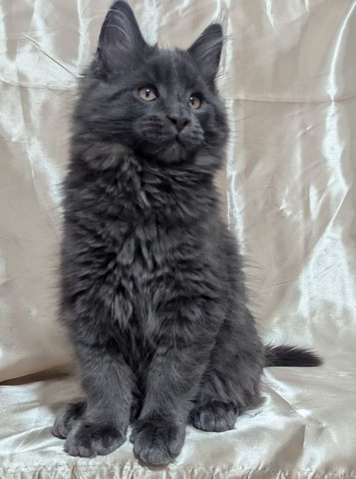 Кошенята Мейн кун
