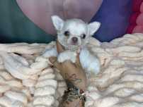 Chihuahua***Długowłosy***Do***Rezerwacji