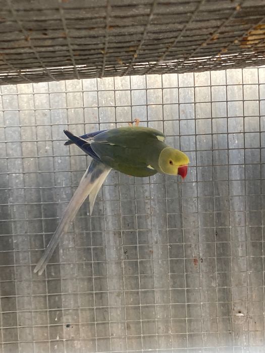 Ring necks cc adultos