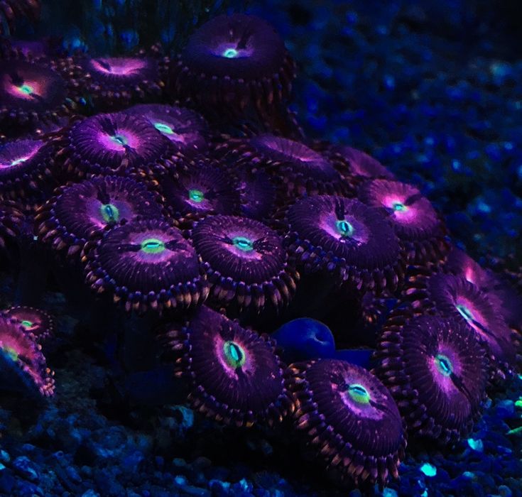 Zoanthus Purple Bee morskie fluo koralowce miękkie zoa