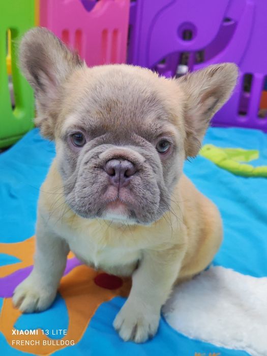 Дівчинка Флаффі пушиста.