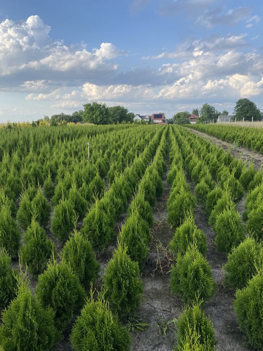 Tuja Szmaragd 90-100 Producent ‼️ Dostawa