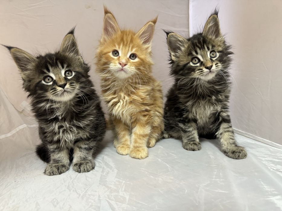 Мейн Кун воротниковый