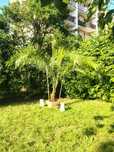 Sprzedam Palme 3m