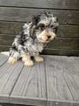 Cavapoo szczeniak aktualne