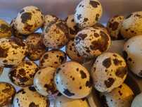 Ovos de codorniz