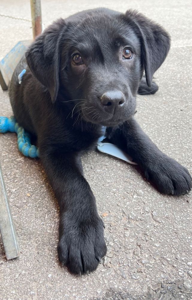 Lindo labrador preto