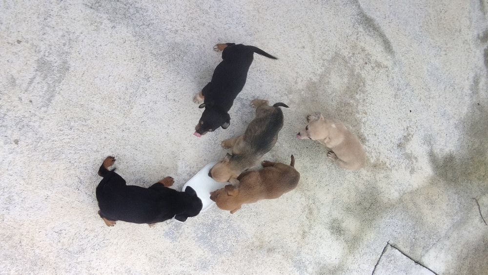 Doação de cães bebés