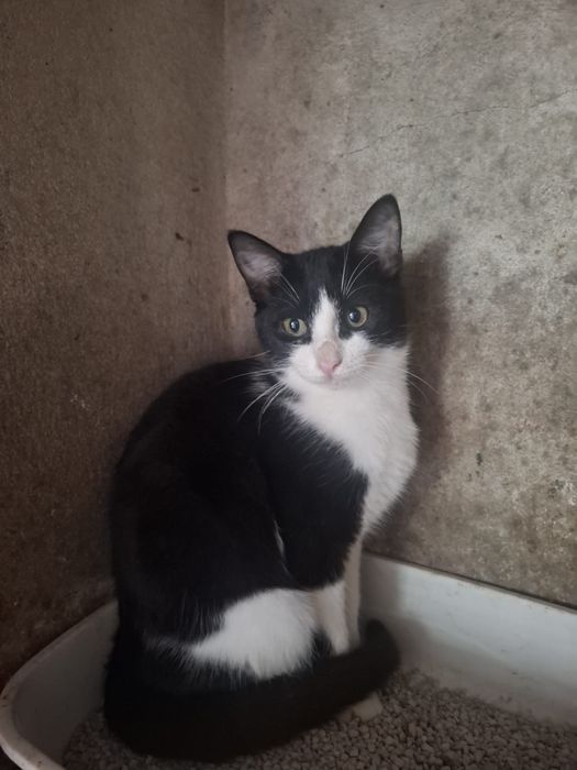 Gato 5 meses macho castrado