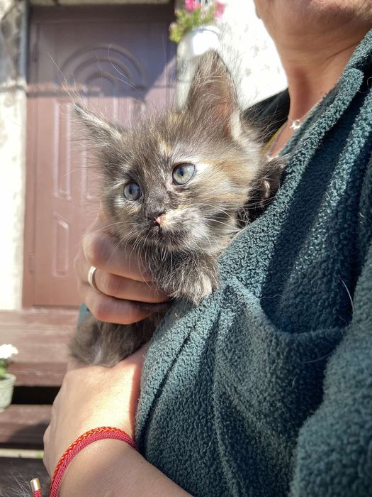 Кошенята/котята шукають дім та люблячу родину