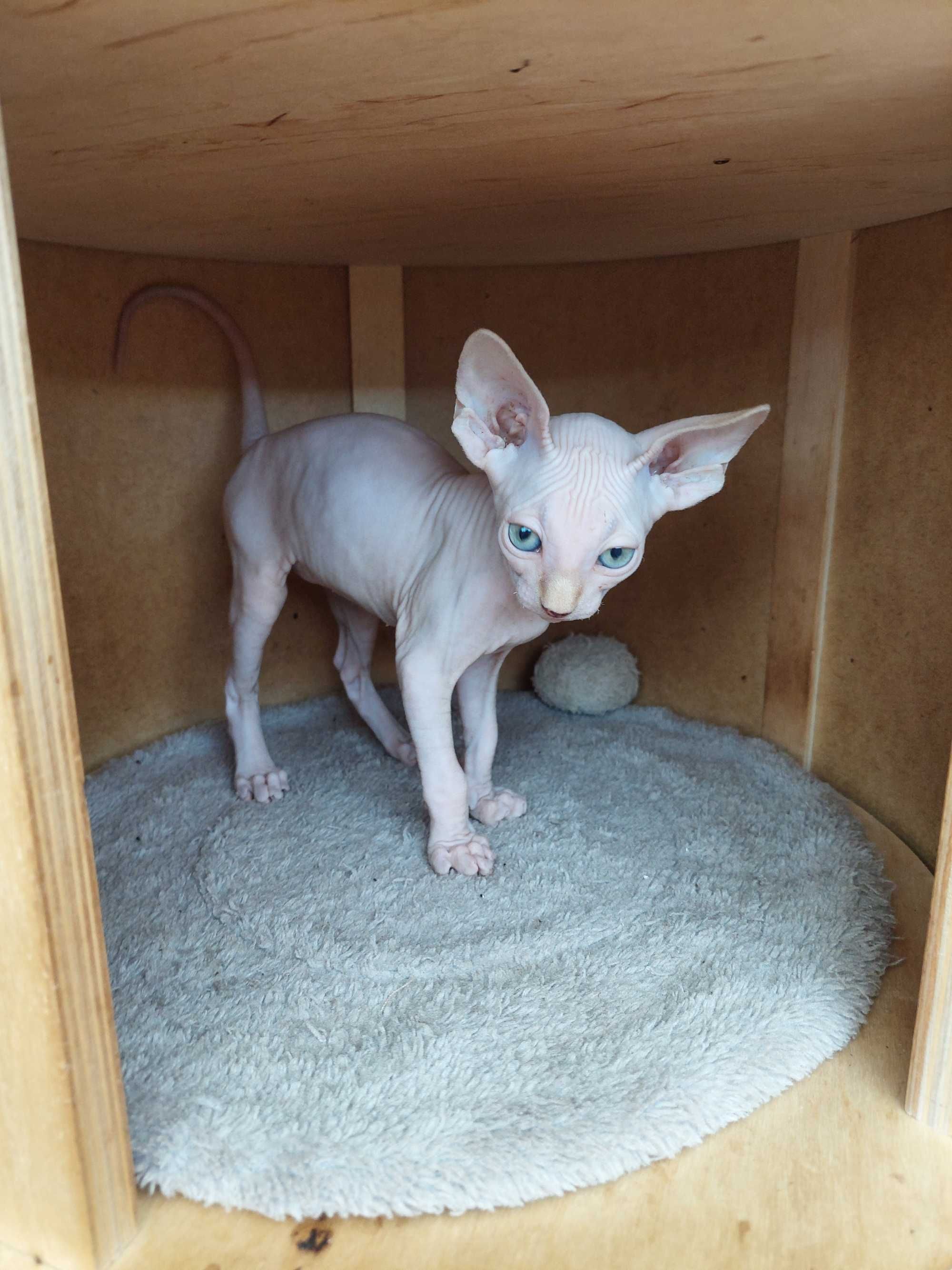 Gatinhos  Sphynx macho e fêmea