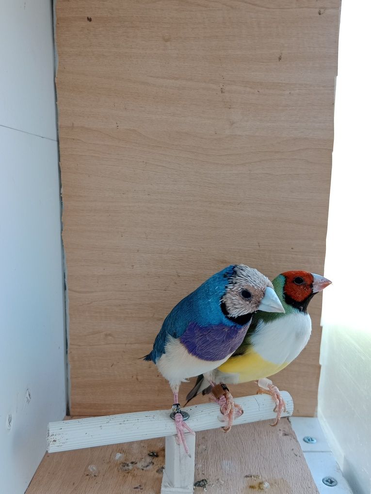 Casais de diamante de gould