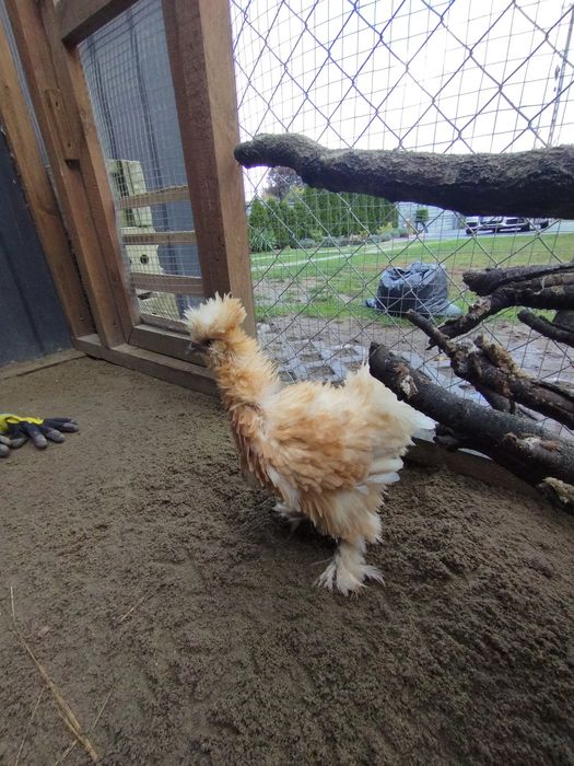 Silki jedwabiste lokowane i satynowe