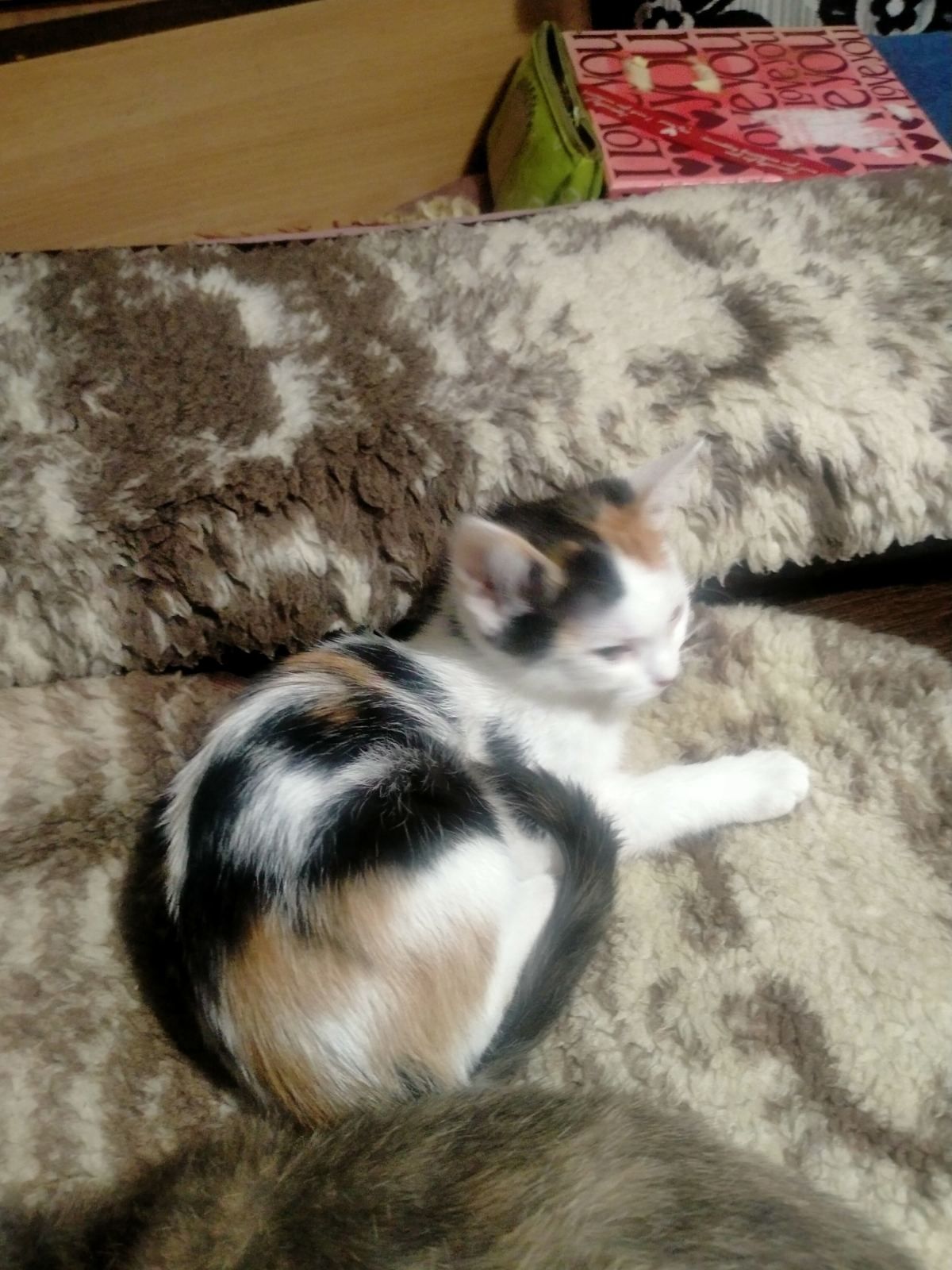 Котята бесплатно