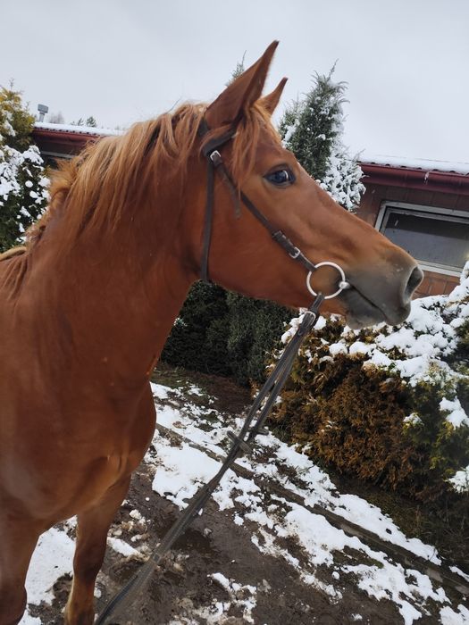 Sprzedam ogierka 2.5 letniego