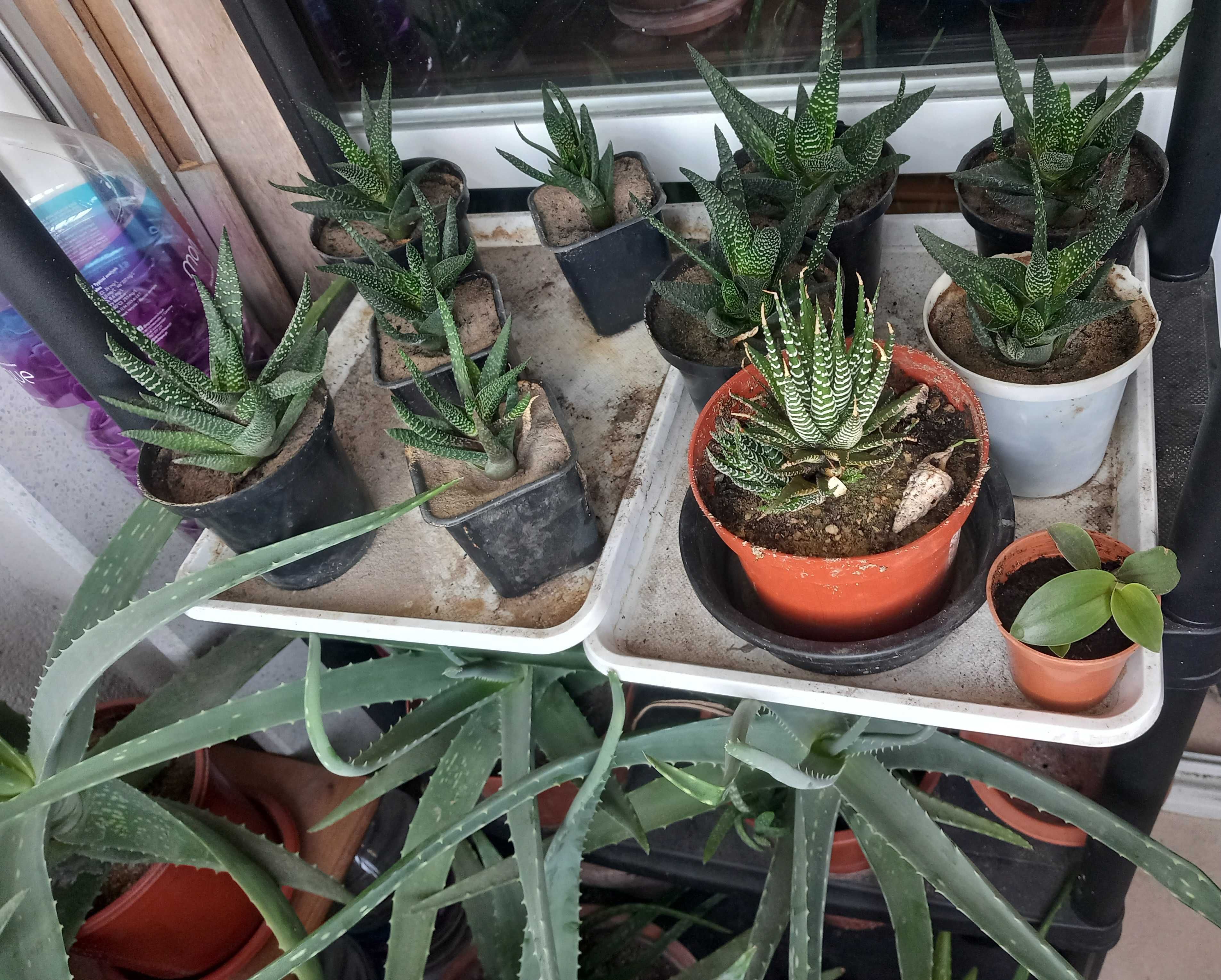 Catos e Aloevera