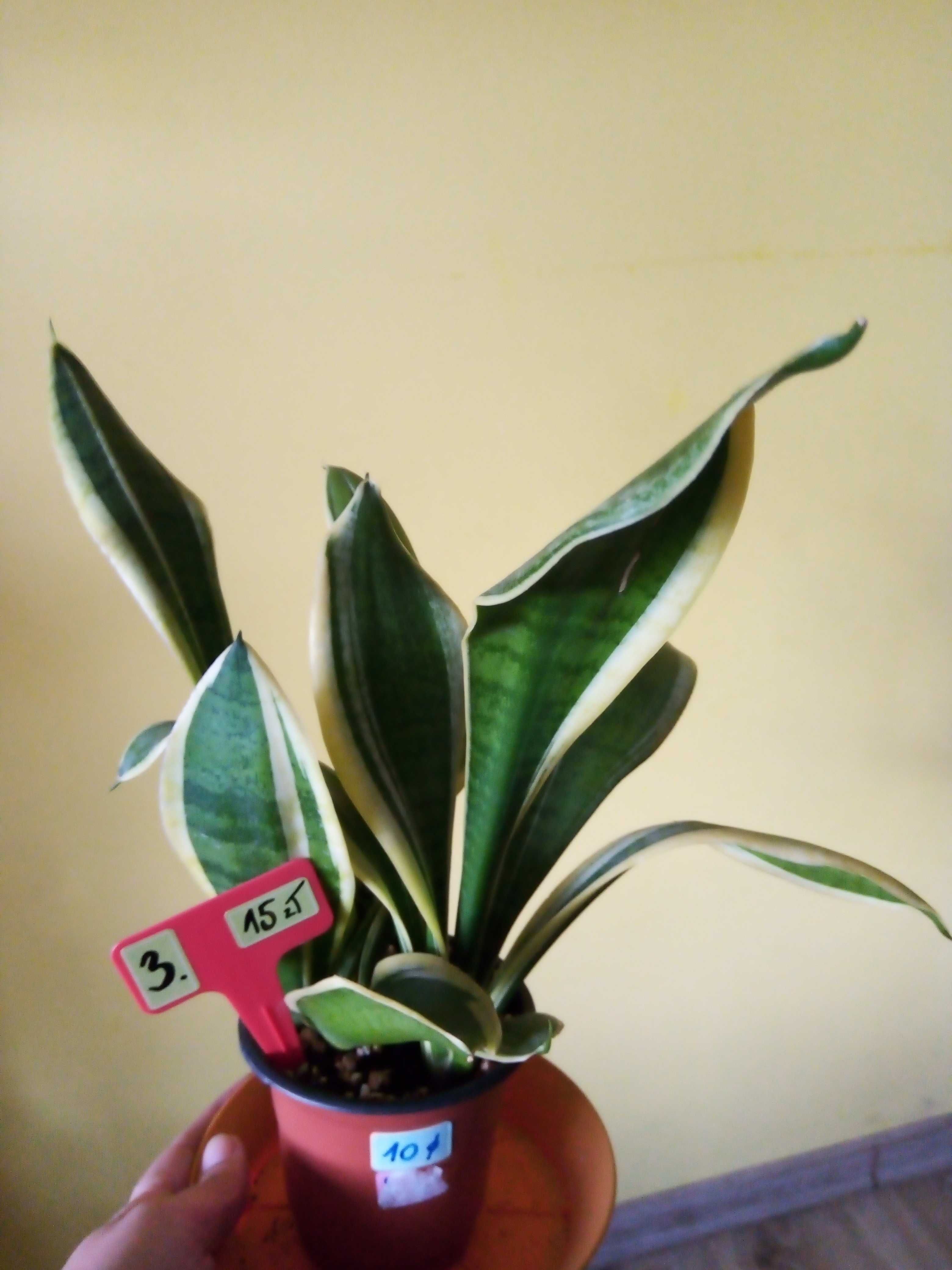 Kwiat Sansevieria Lauretti