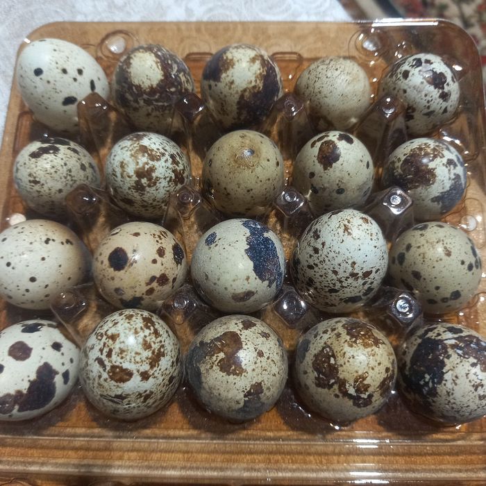 Домашні перепелині яйця