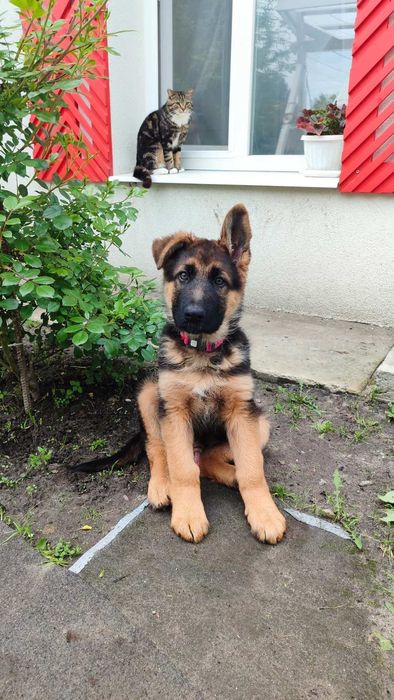 Цуценята німецької вівчарки. 2 дівчинки.