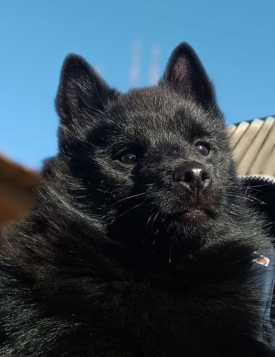 Цуценя породи шипперке.