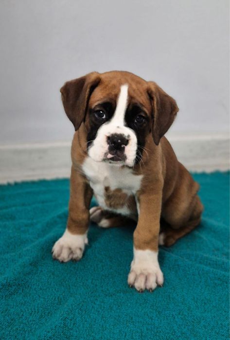 Szczeniaczek- samiec rasy Bokser