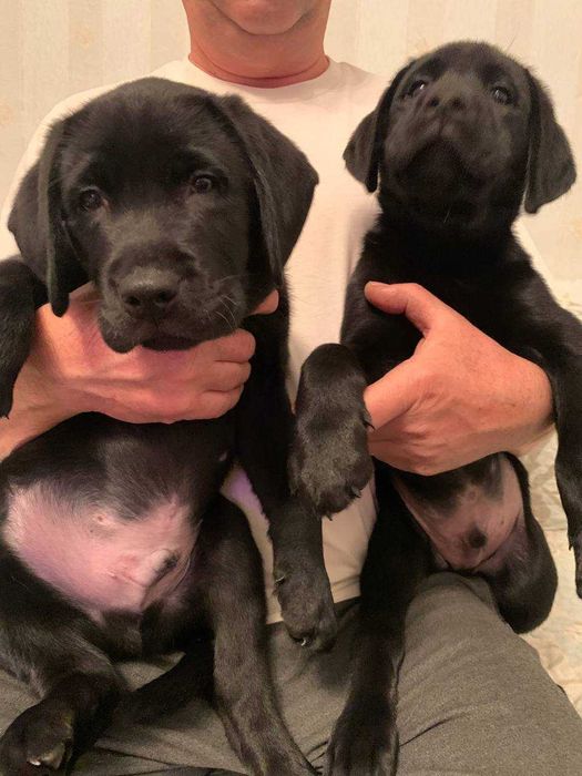 Щенки лабрадора с прививками, документами WKU, KKU. 3 месяца