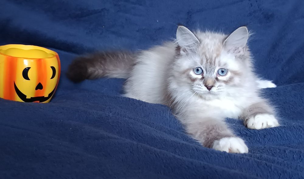 Koty Syberyjskie Neva Masquerade - LORD  ZKolakowegoDomu*PL