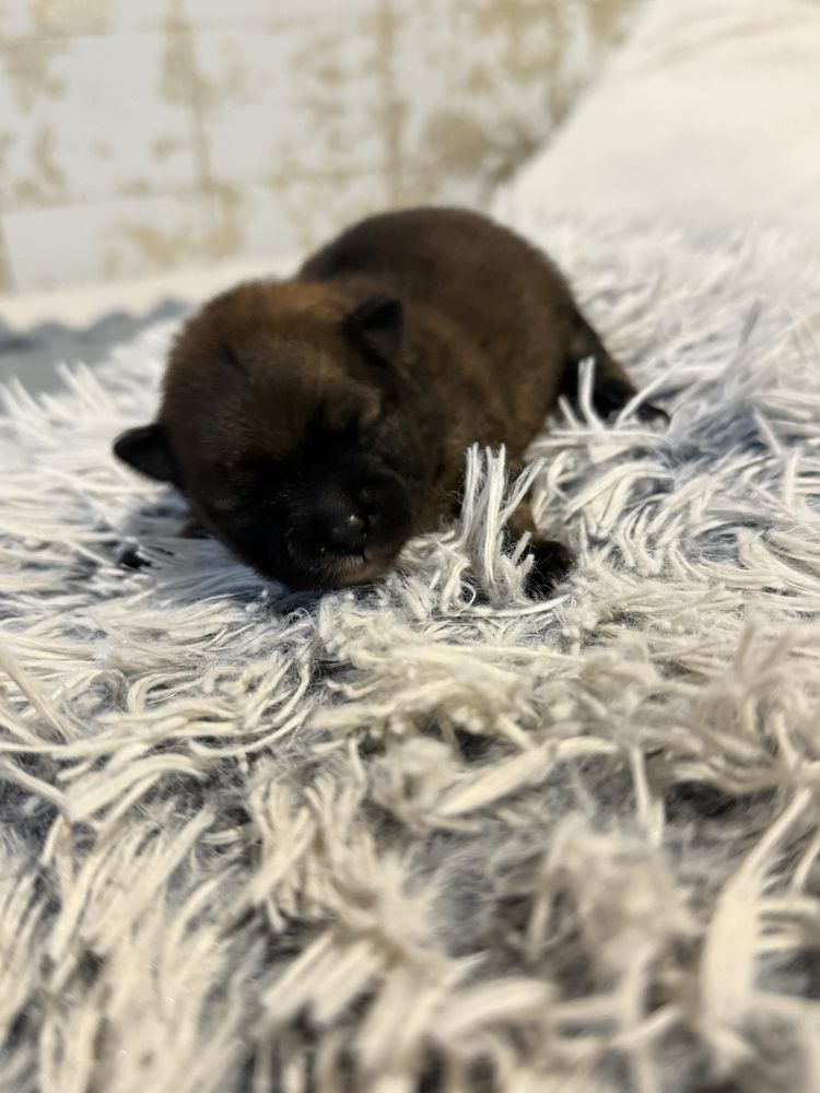 Szpic miniaturowy pomeranian dziewczynka