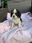Cavalier King Charles Spaniel tricolor piesek