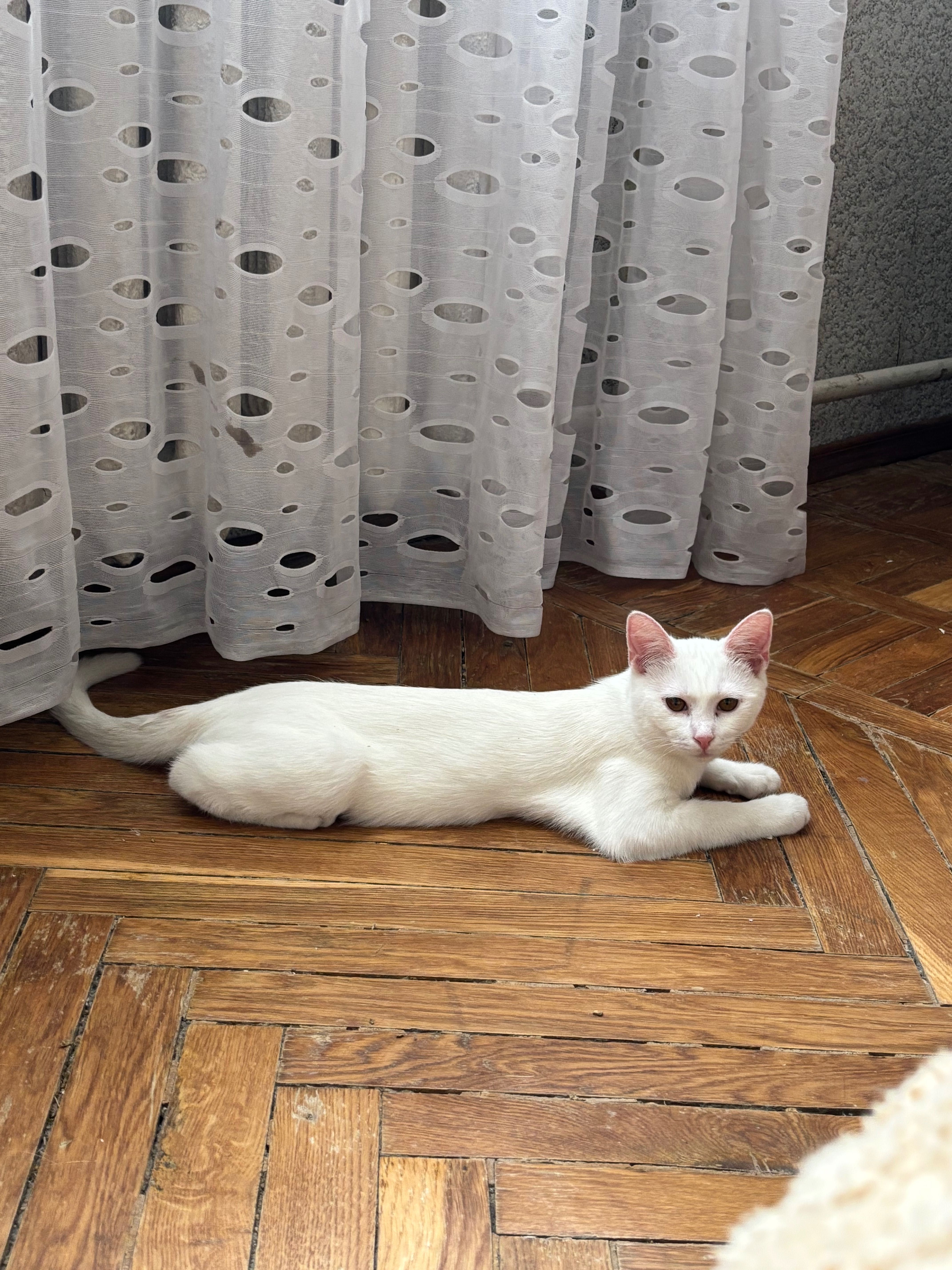 Віддам котика, 6 місяців