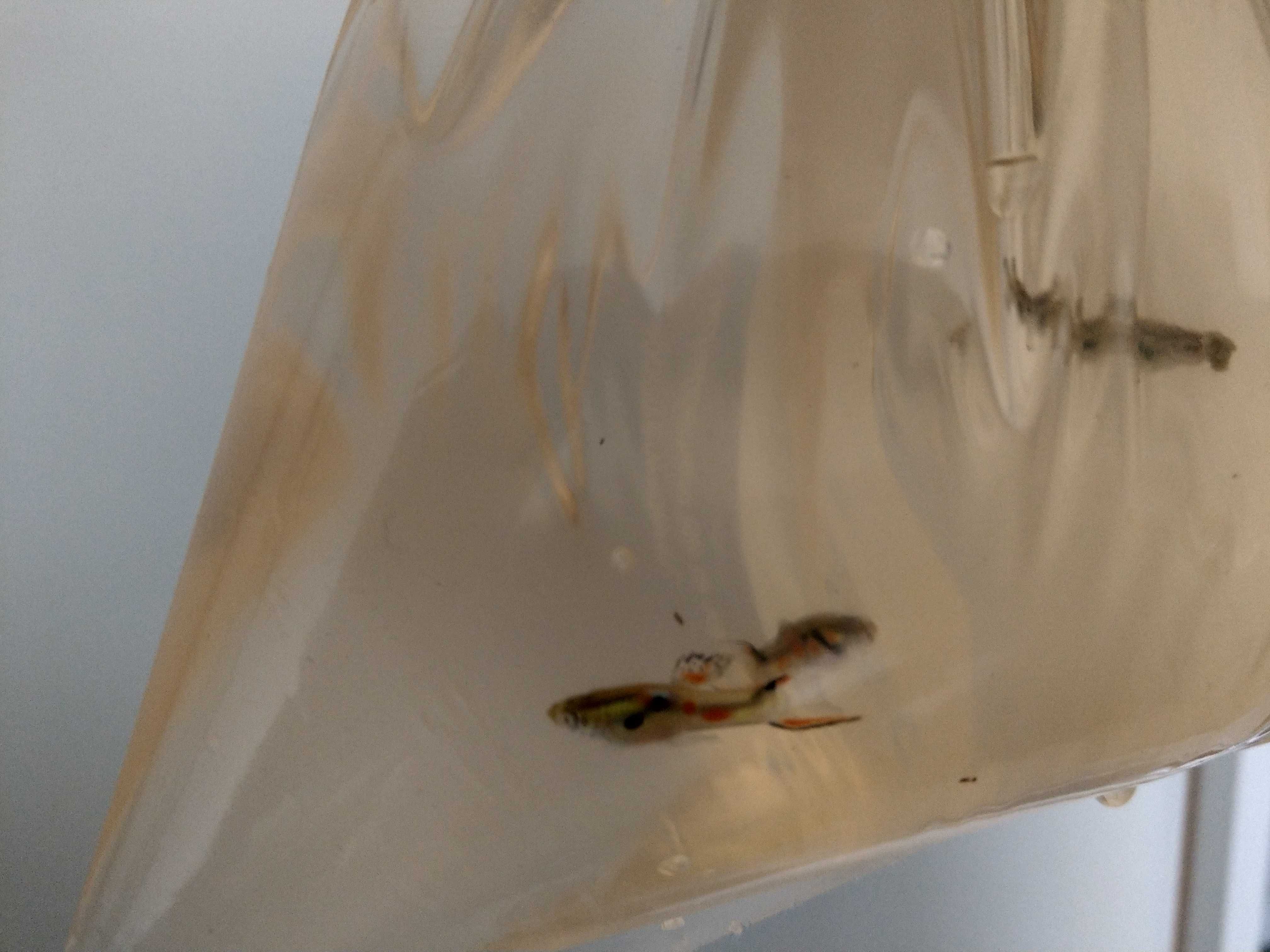 [LX] Guppy Endlers (Poecilia wingei)