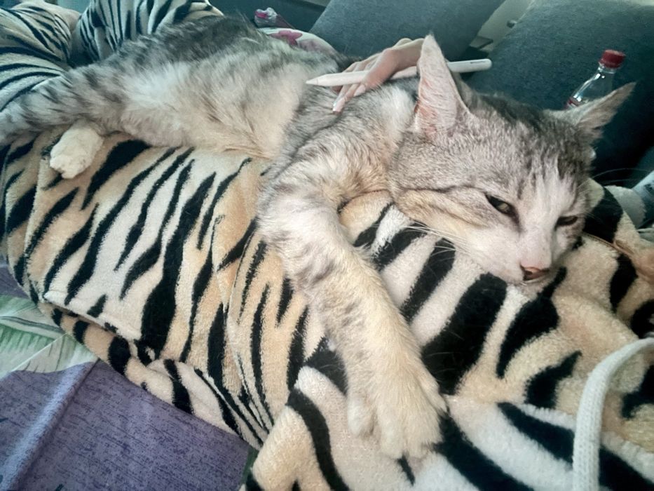 Мармуровий котик шукає родину