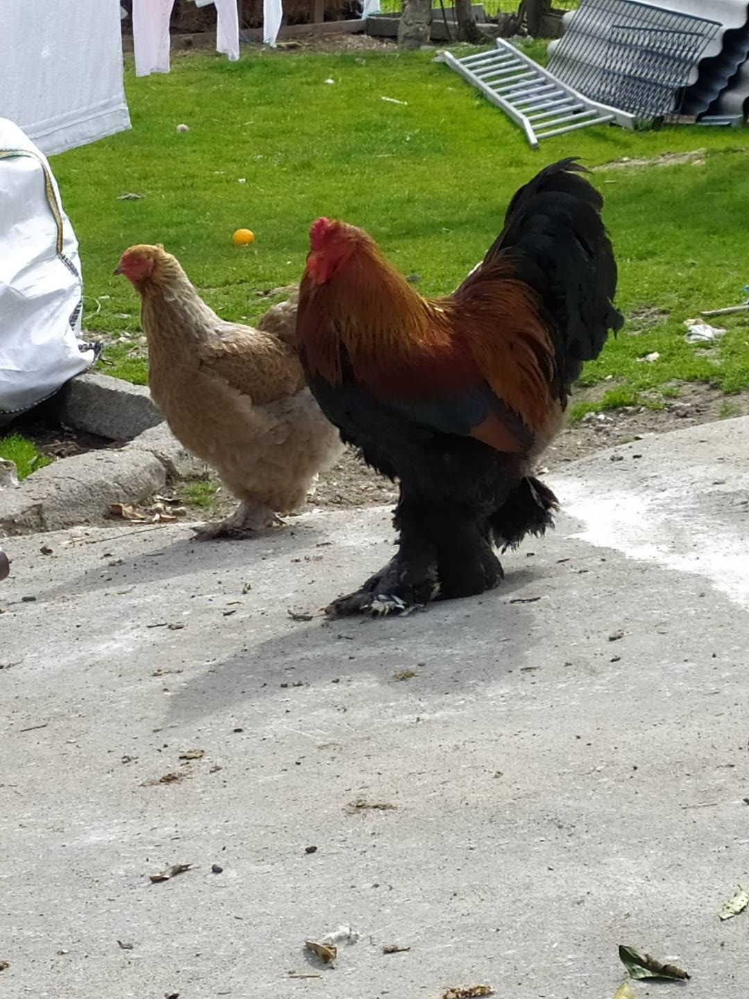 BRAHMAS, Índio Gigante, ovos,pintos