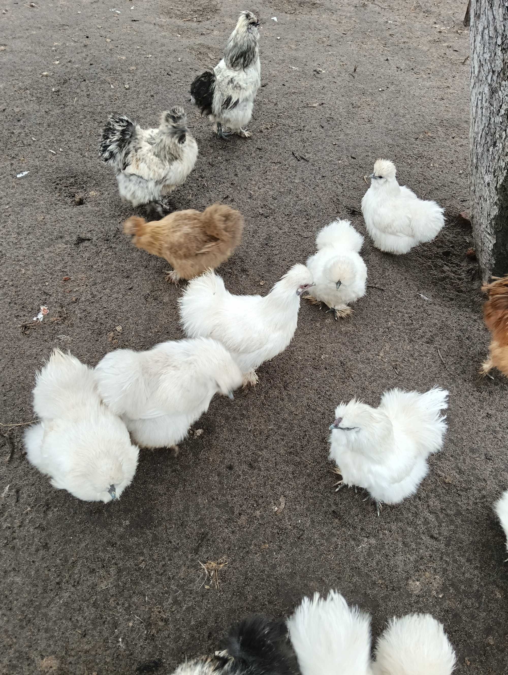 Sprzedam kogutki silki