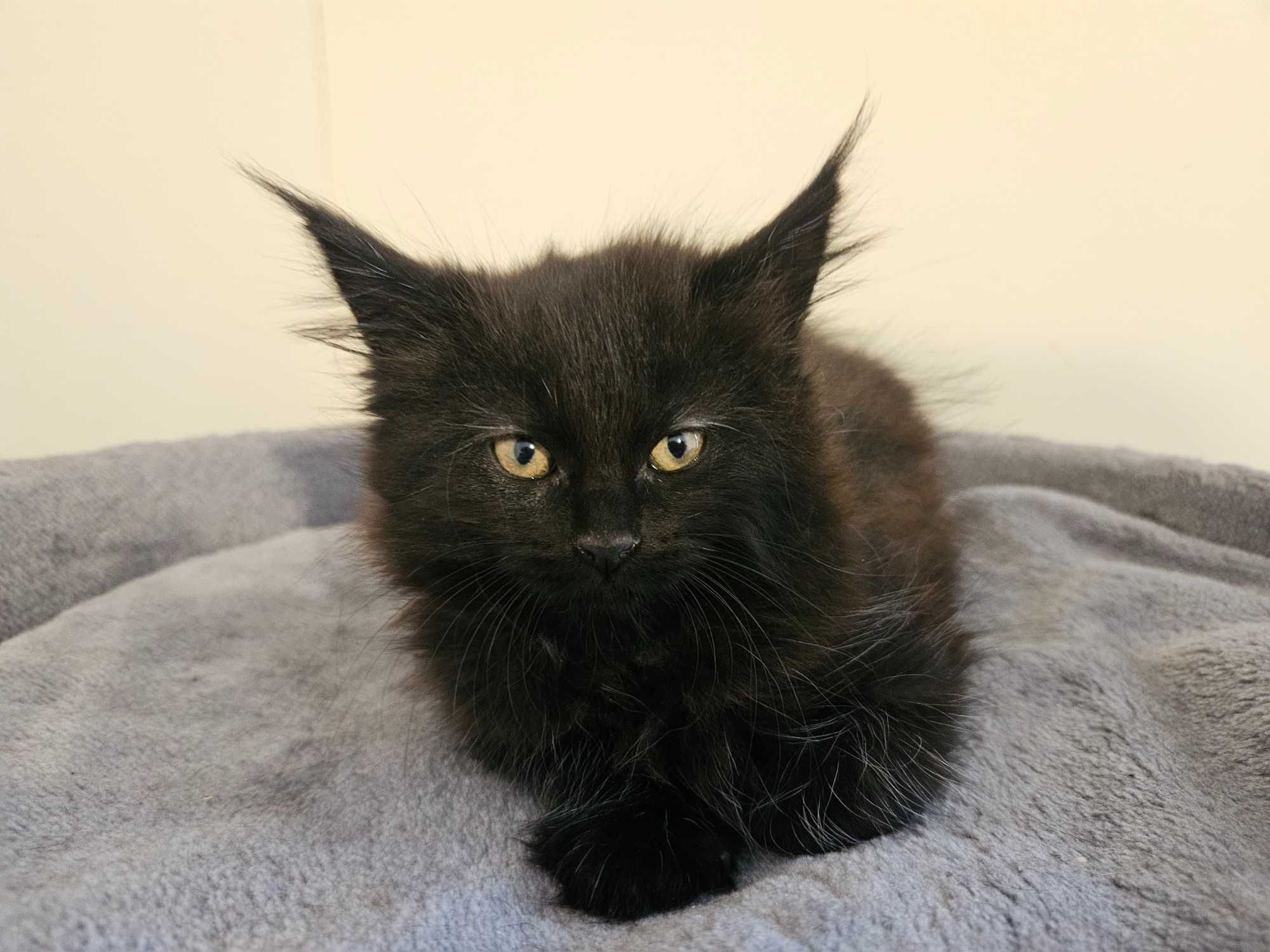 Maine coon kotki