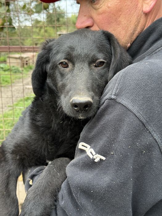 Луна стерилізована дівчинка 5-6 міс