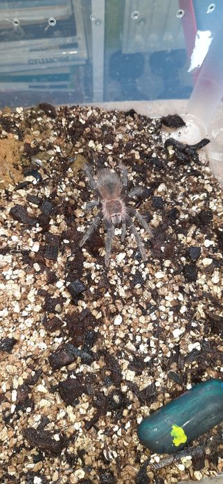 Ptasznik lasiodora parahybana 5 DC, samiec.