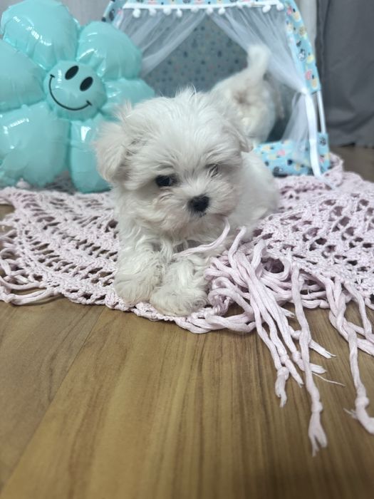 Piesek Chłopiec ZKwP Maltanczyk