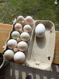 Jaja lęgowe kaczek mix