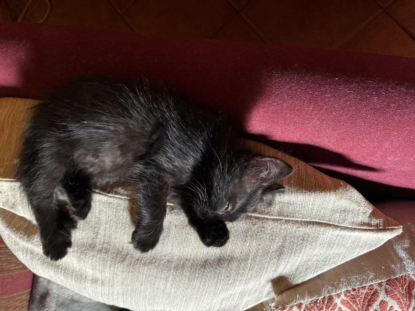 Para adoção responsável e um colinho cheio de amor!