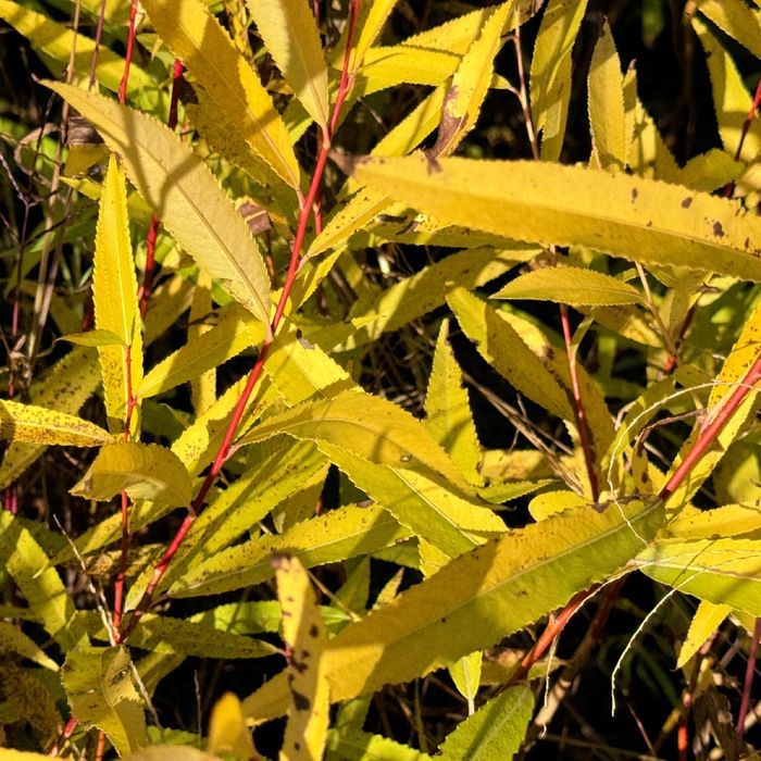 Wierzba płomykowa 'Yellow Flame' (Salix) Doniczka 2.0L